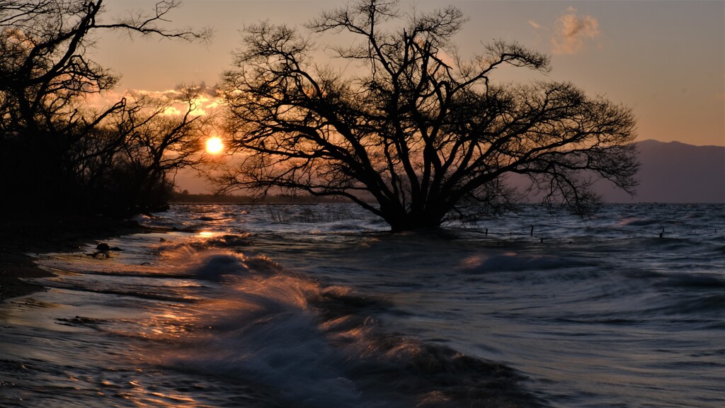 湖辺の夕木　１