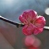 春便