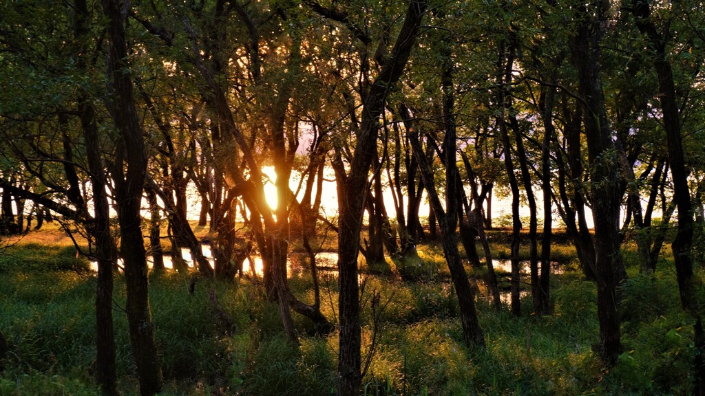 湖辺の小さな森の夕景　１