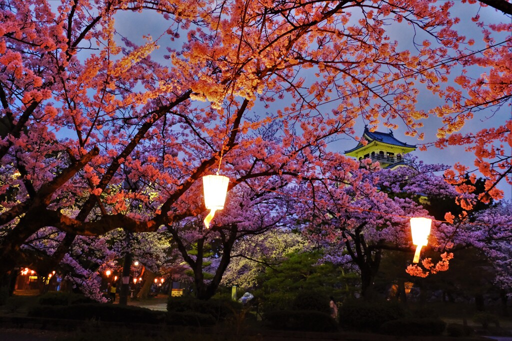 長浜豊公園桜景　７