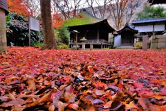 師走紅葉の長浜舎那院　Ⅴ