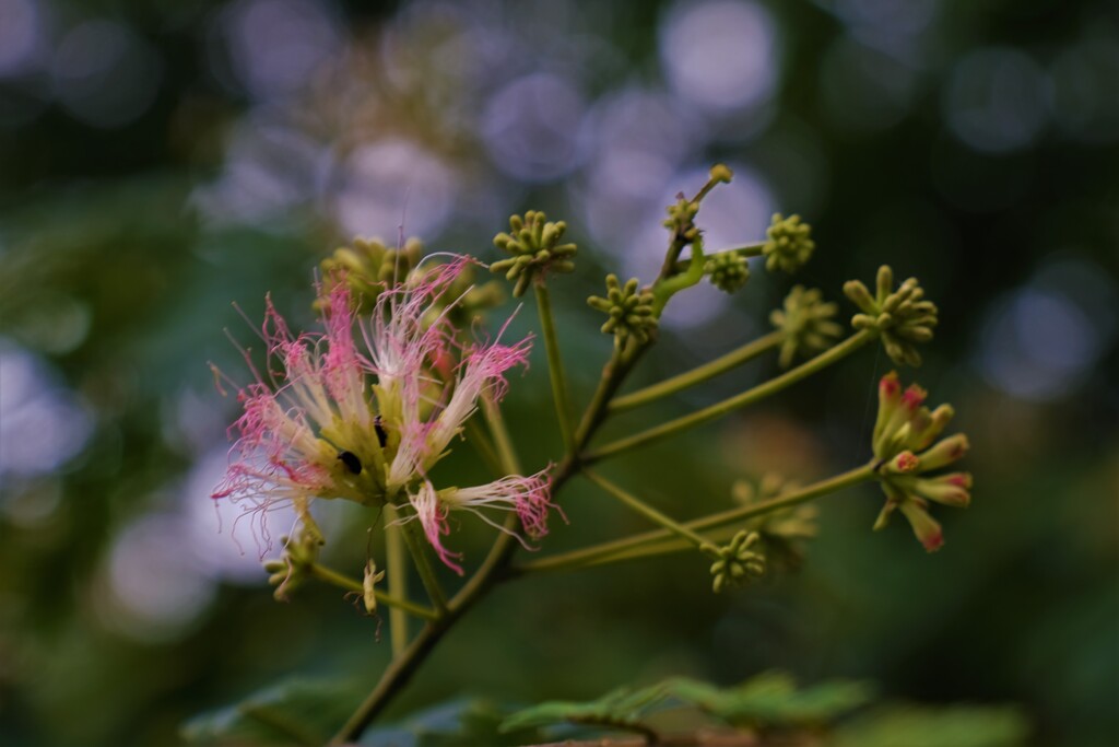ねむの花