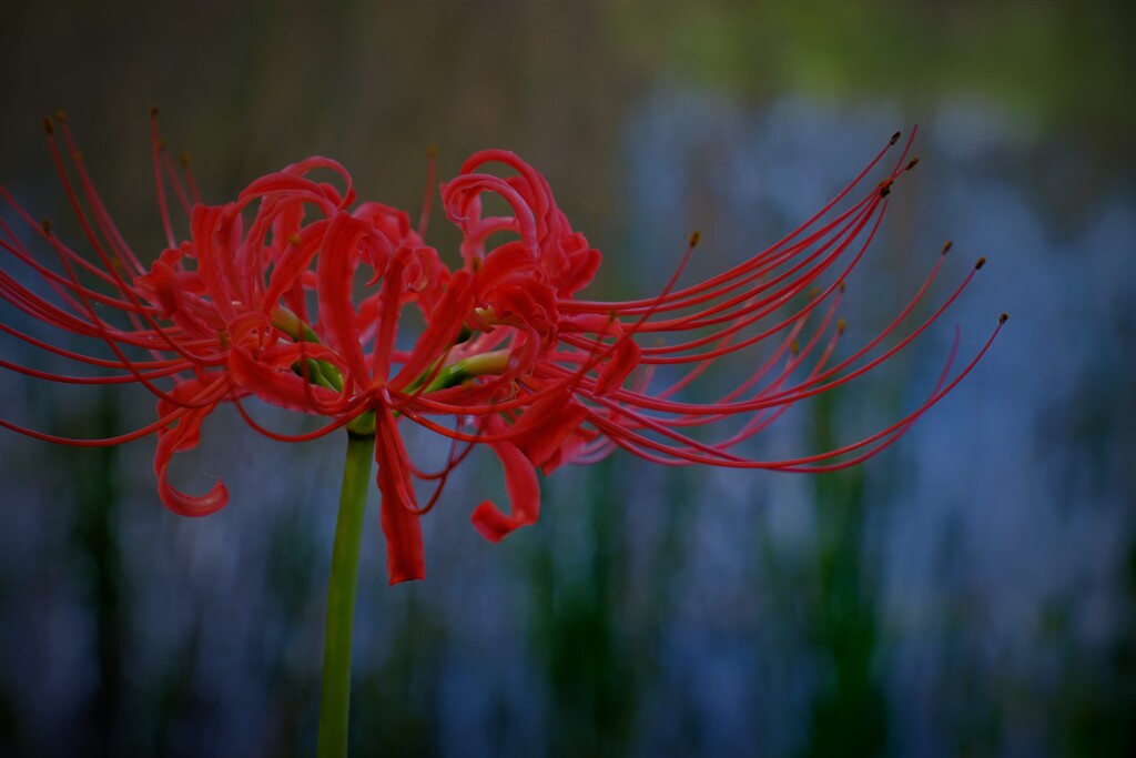 曼珠沙華