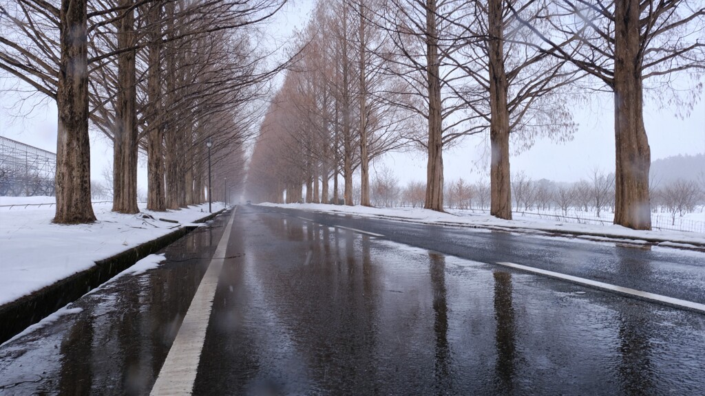 マキノメタセコイア並木道雪景　12