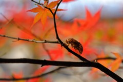 空蝉紅葉