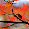 空蝉紅葉