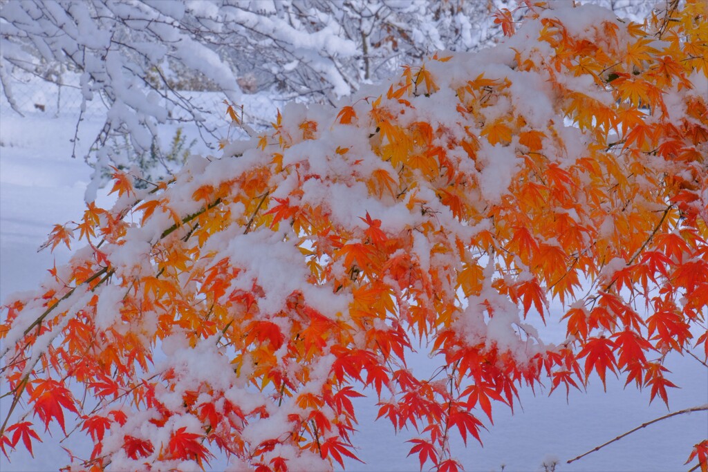 雪紅葉　３