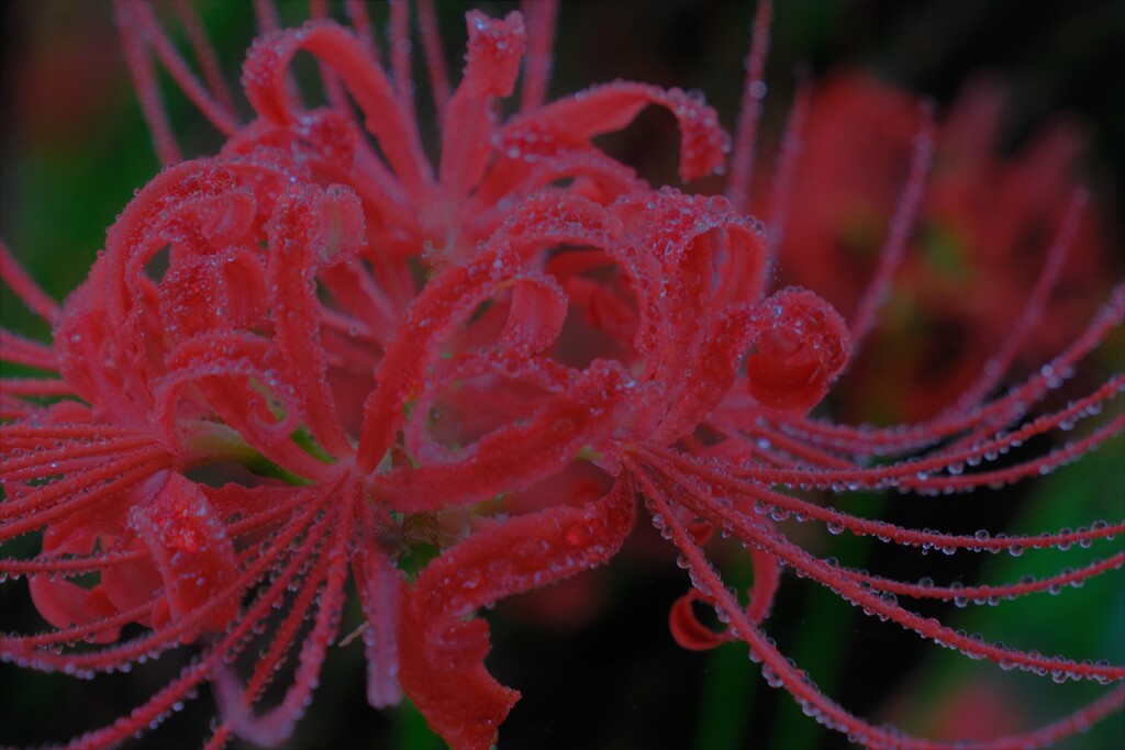 天界に咲く花　２