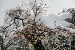 雪中二期咲桜　Ⅰ