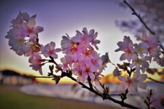 初冬の桜花