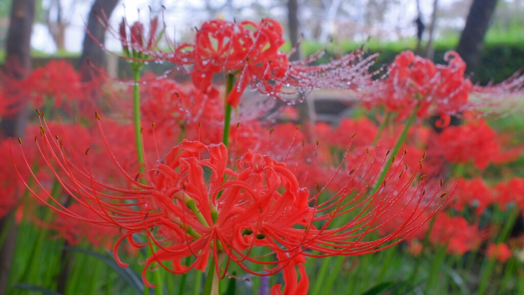 曼珠沙華　２