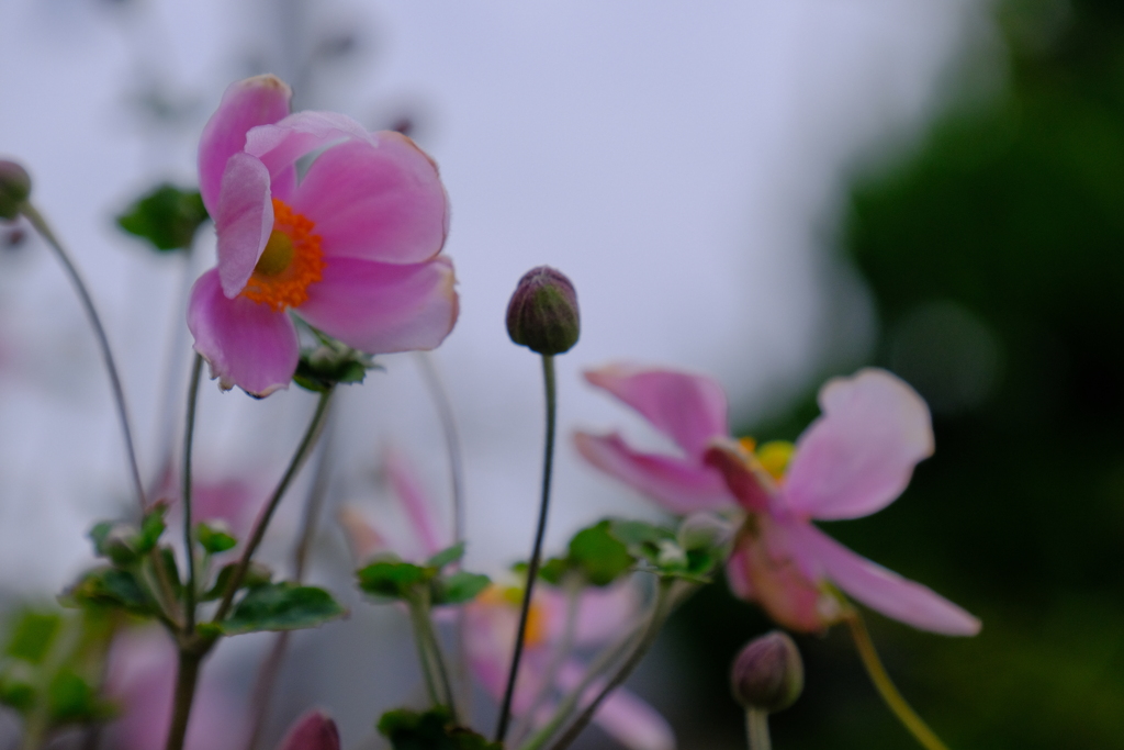 我が家の庭に咲く秋明菊