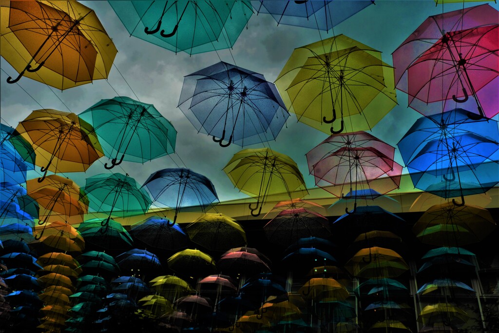 梅雨空の花々