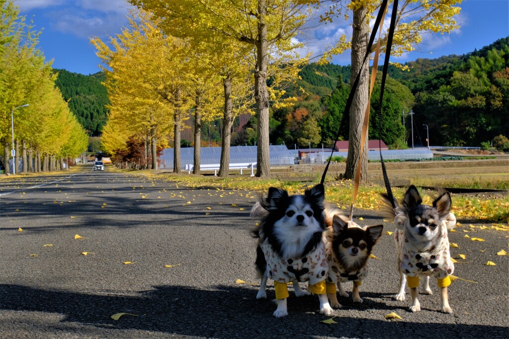散歩犬