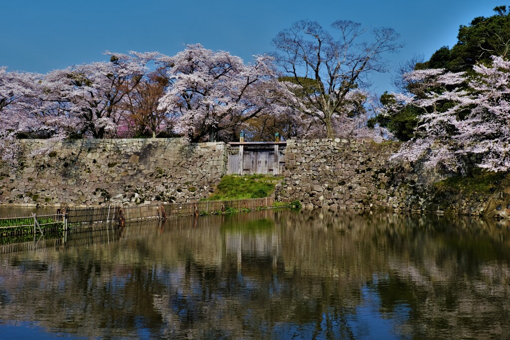 彦根城内濠　桜寸景　４