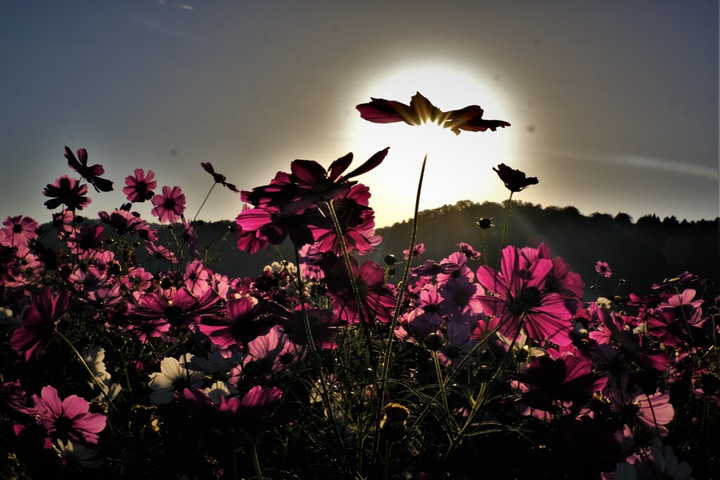朝光秋桜