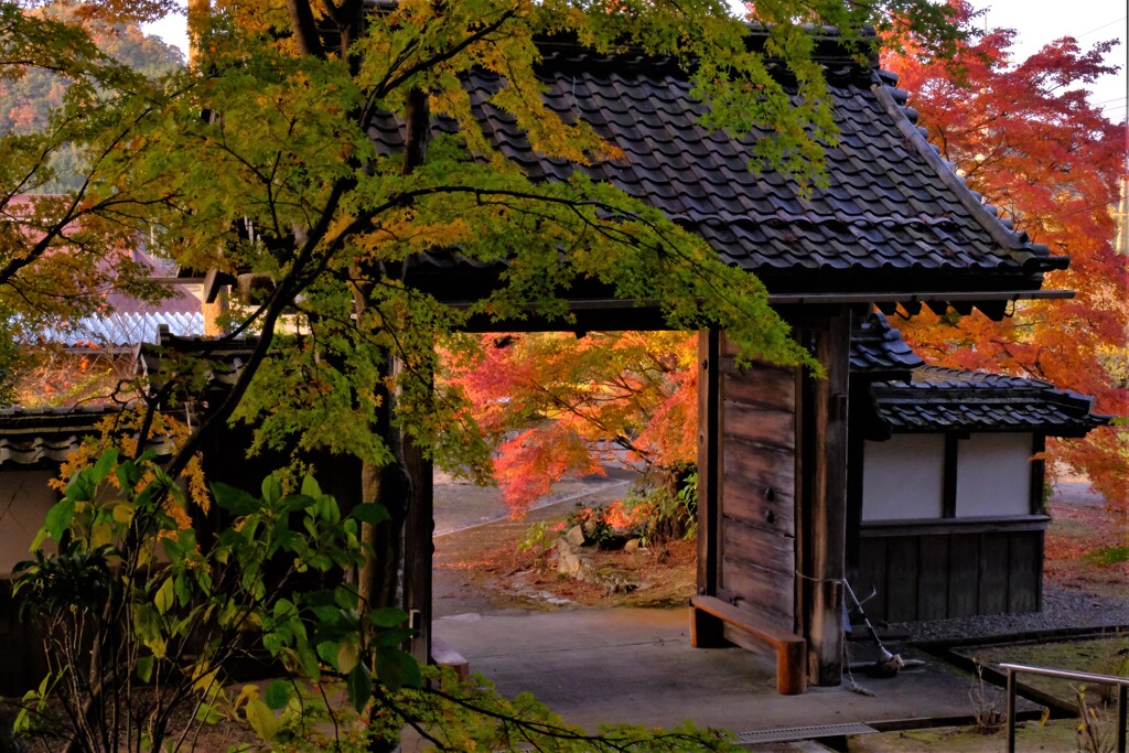 高源寺紅葉寸景　７