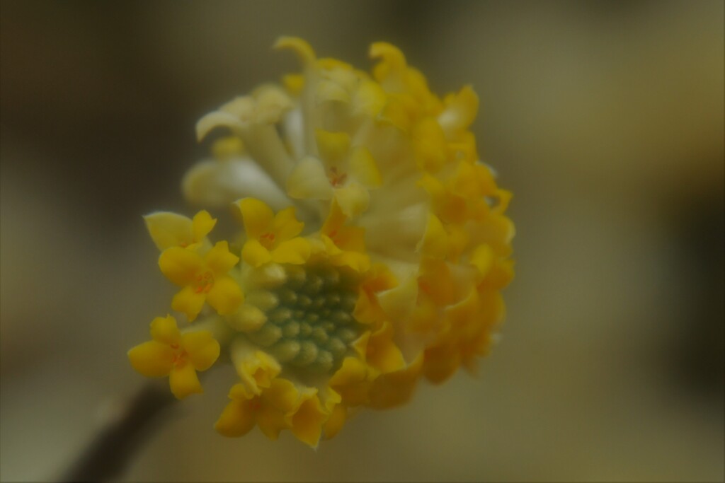 春薫妖精の森　４