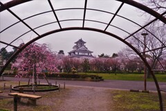 長浜豊公園桜景　４