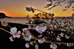 黄昏の四季桜