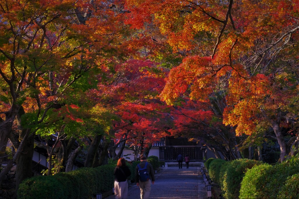 西教寺紅葉参道　１