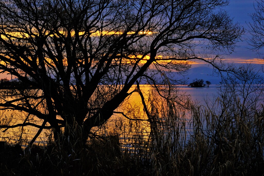 湖辺の夕暮れ木立