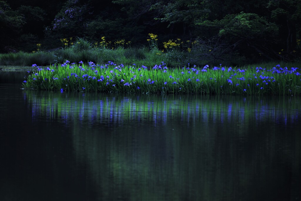 平池の初夏の水辺　３