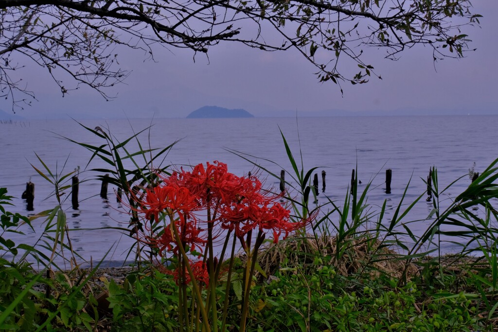 桂浜園地の彼岸花　５