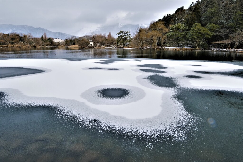 薄氷の三島池　１