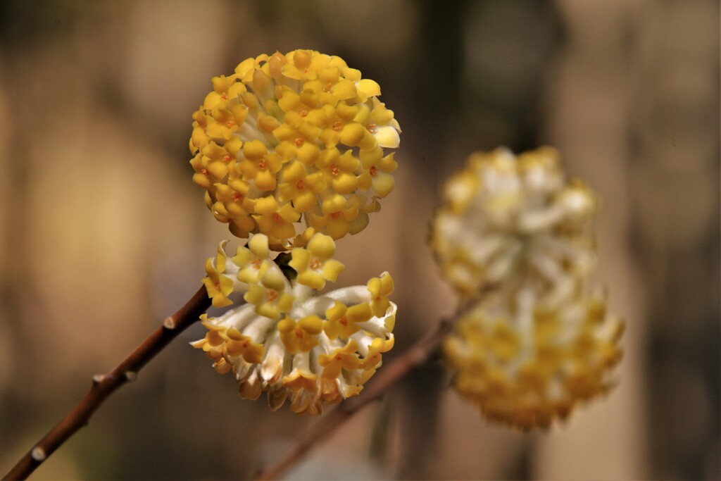 春薫妖精の森　12