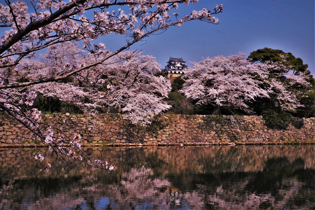 彦根城中壕桜　２