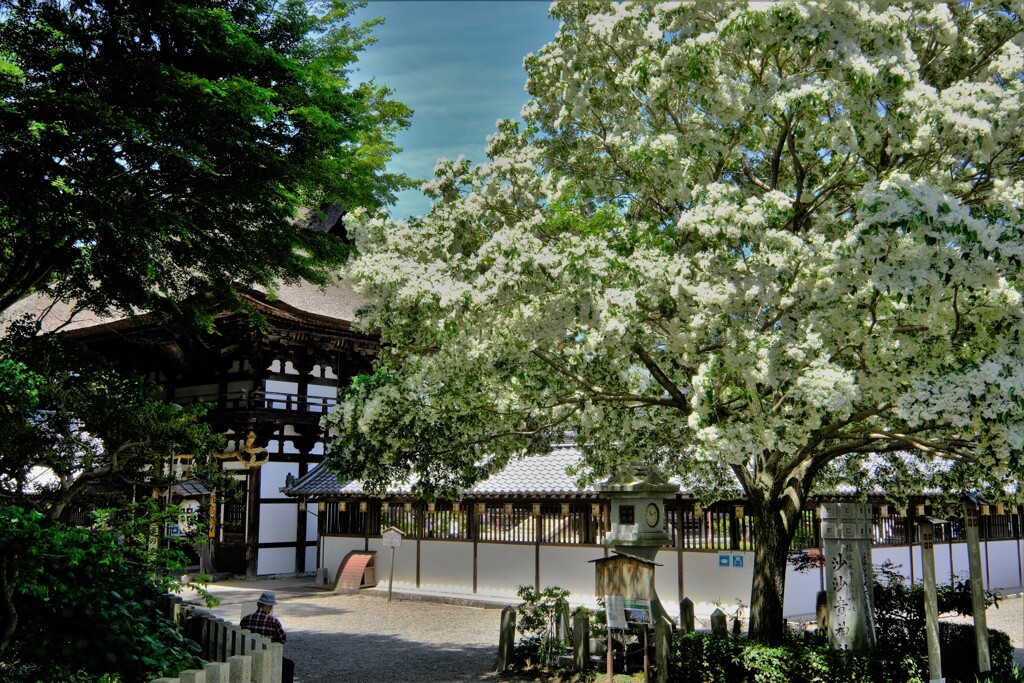 沙沙貴神社なんじゃもんじゃ　２