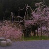親子しだれ桜