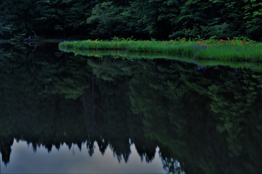 平池の初夏の水辺　９