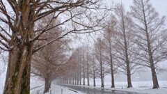 マキノメタセコイア並木道雪景　9