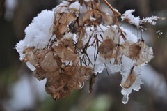 雪枯紫陽花