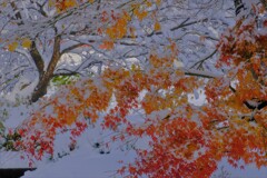 雪紅葉　４