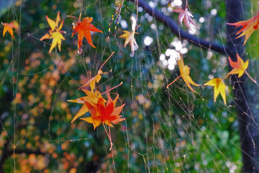 絡む紅葉