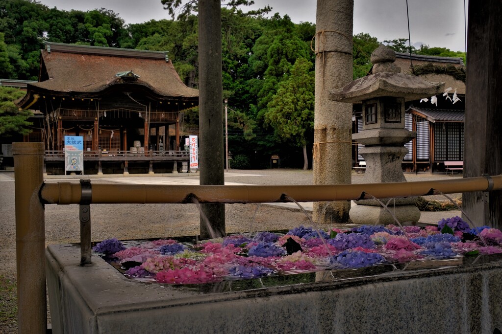 長浜八幡宮花手水　１