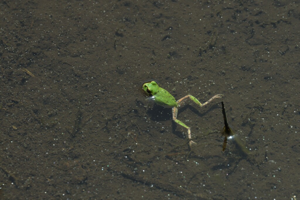 カエル