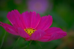 Cosmos