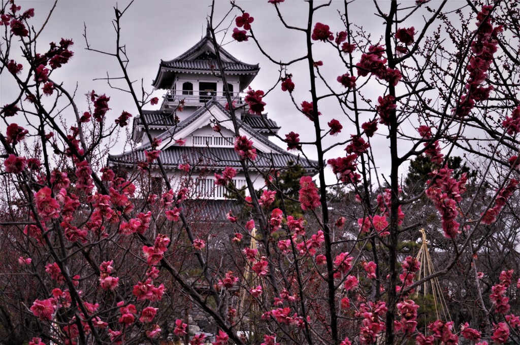豊公園梅林　３