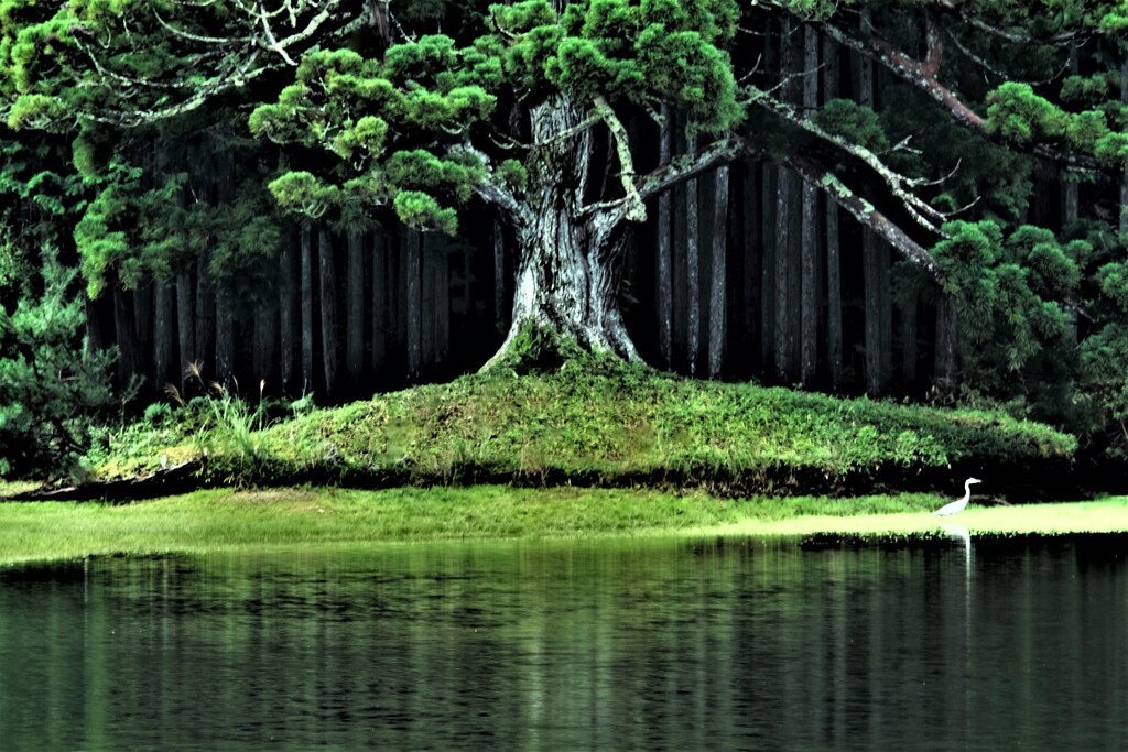 岩尾池の杉(一本杉)