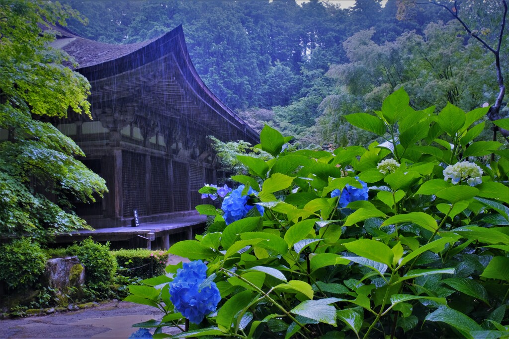 梅雨間の金剛輪寺　２