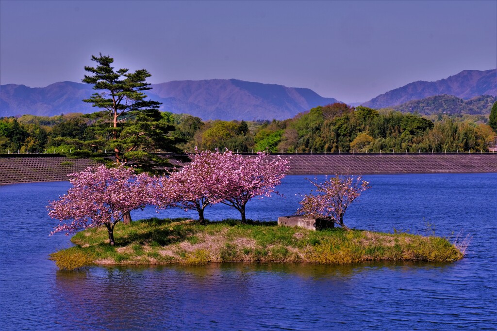 晩春の日野川ダム　小島桜　８