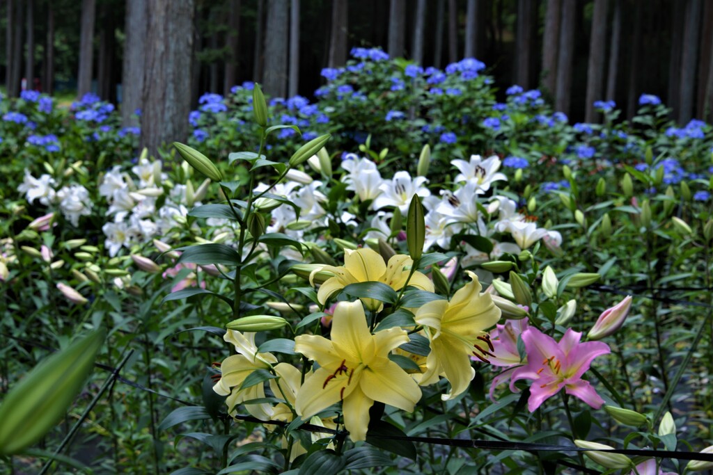 山間の花園