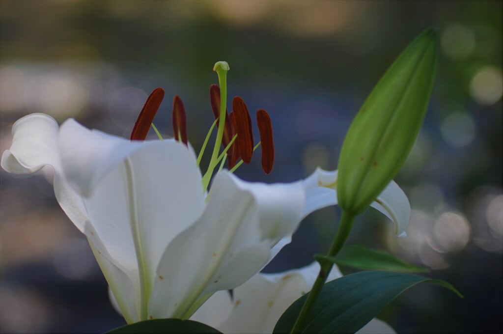 ゆりの花芯　Ⅲ