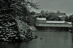 彦根城濠端雪景色　３