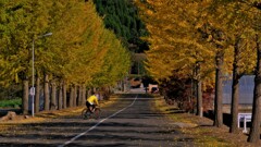 銀杏並木サイクリング