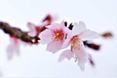 二季桜